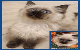 Ragdoll cats for sale: Ready now x - Advert 1