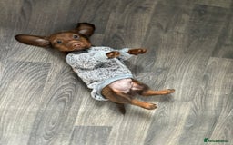 Miniature Dachshund dogs for sale: Stunning minature dachshund puppies - Image 29