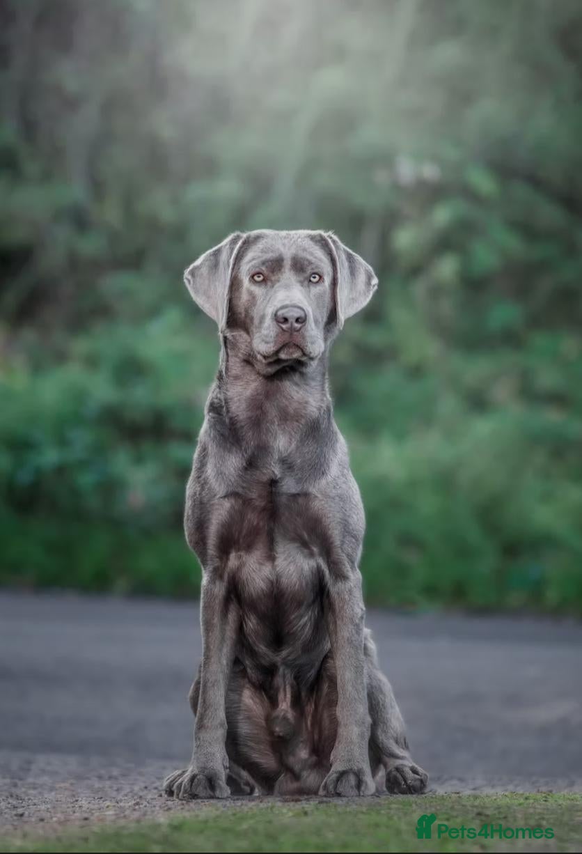 Labrador Retriever dogs KC registered Silver Labrador puppies for sale - Advert 2