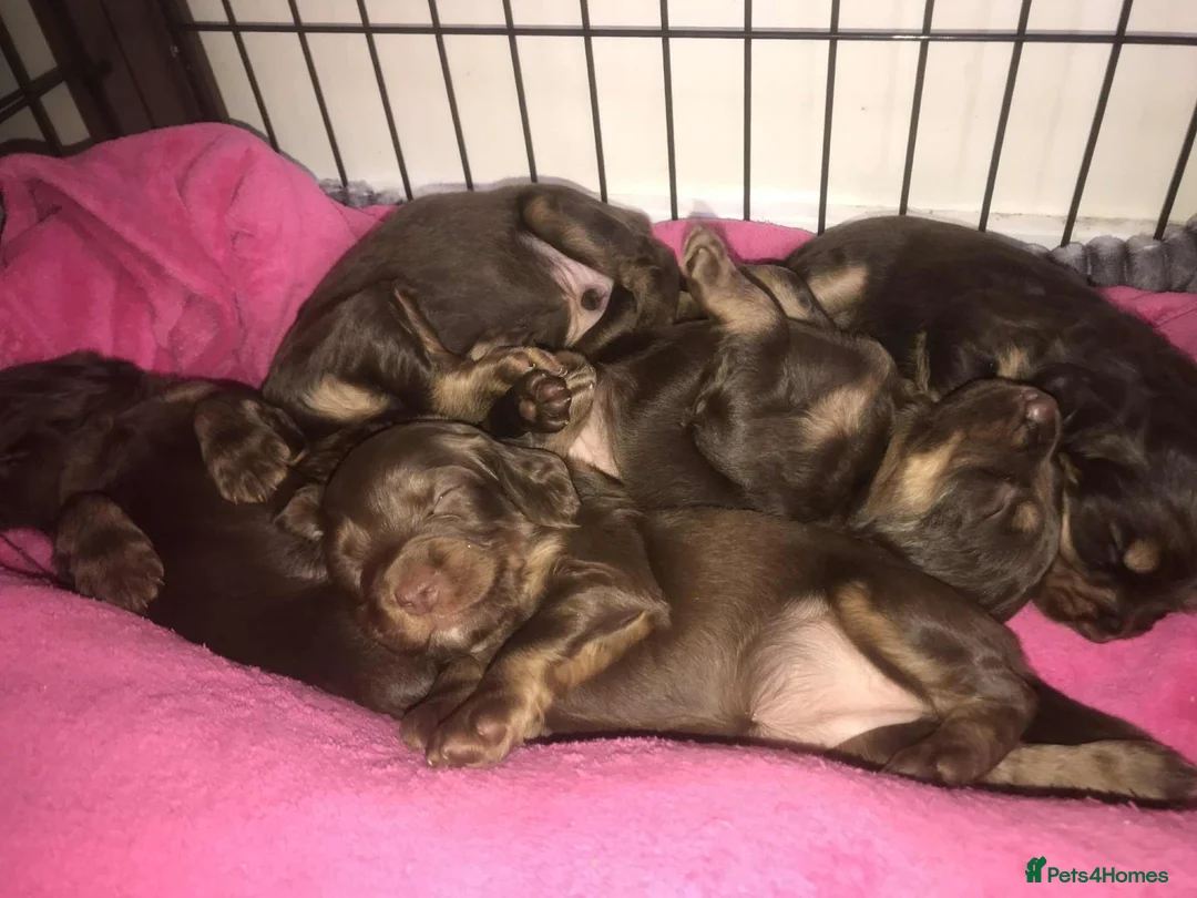 Cocker Spaniel dogs for sale: Tri chocolate  colour cocker spaniel puppies  - Advert 3