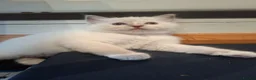 Ragdoll cats for sale: GCCF Lilac Ragdoll Kittens in Bury - Advert 3