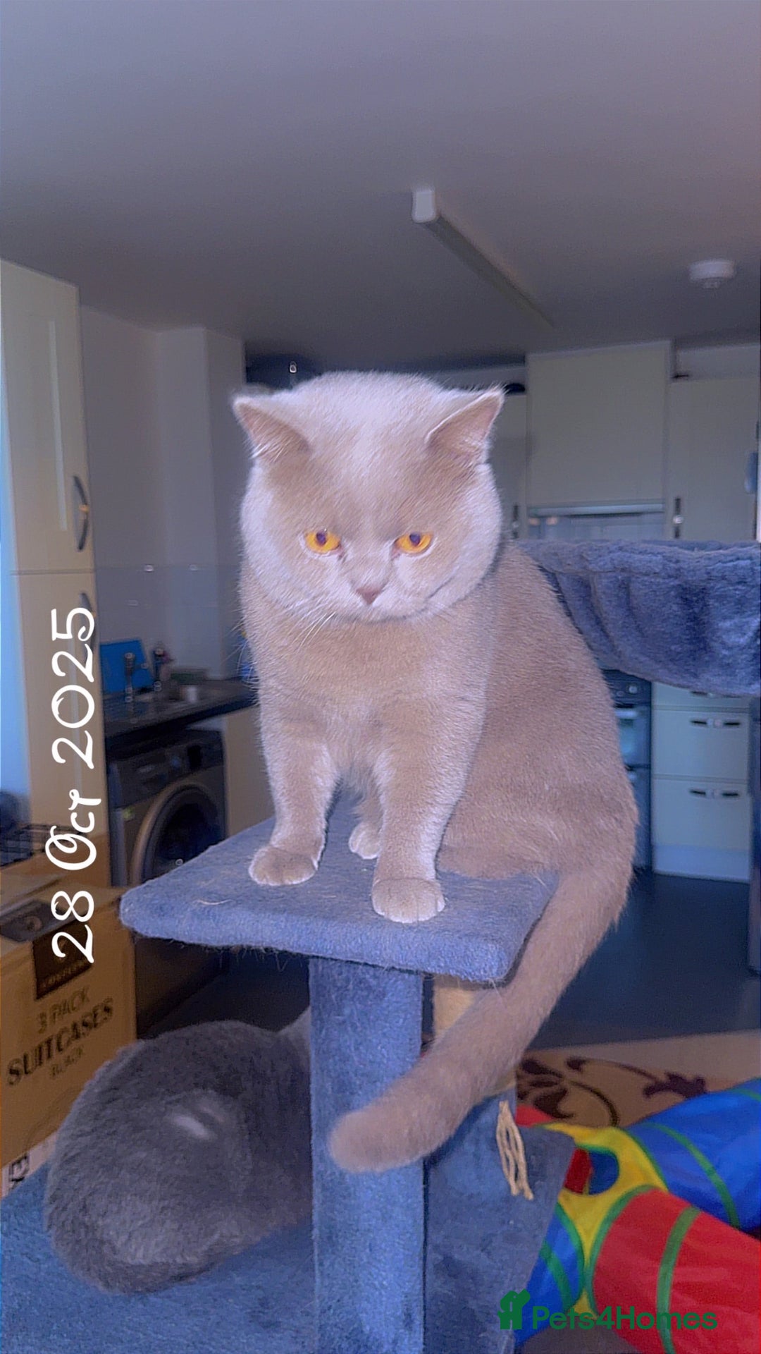 British Shorthair cats for sale: British short hair Cats - Advert 10