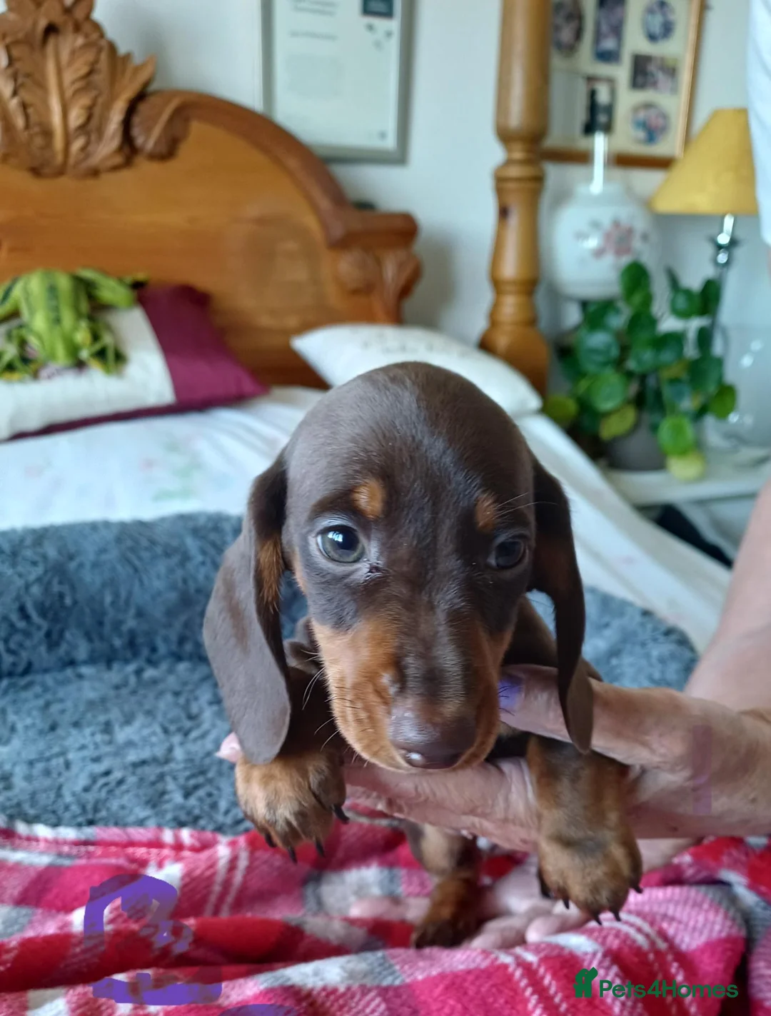 Dachshund dogs for sale: 🐶🐶 Beautiful Minature Dachshund Babies ! 🐶🐶 - Advert 1