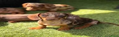 Miniature Dachshund 2