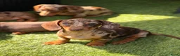 Miniature Dachshund dogs for sale: Beautiful litter of 5 Dachshund puppies  - Advert 9