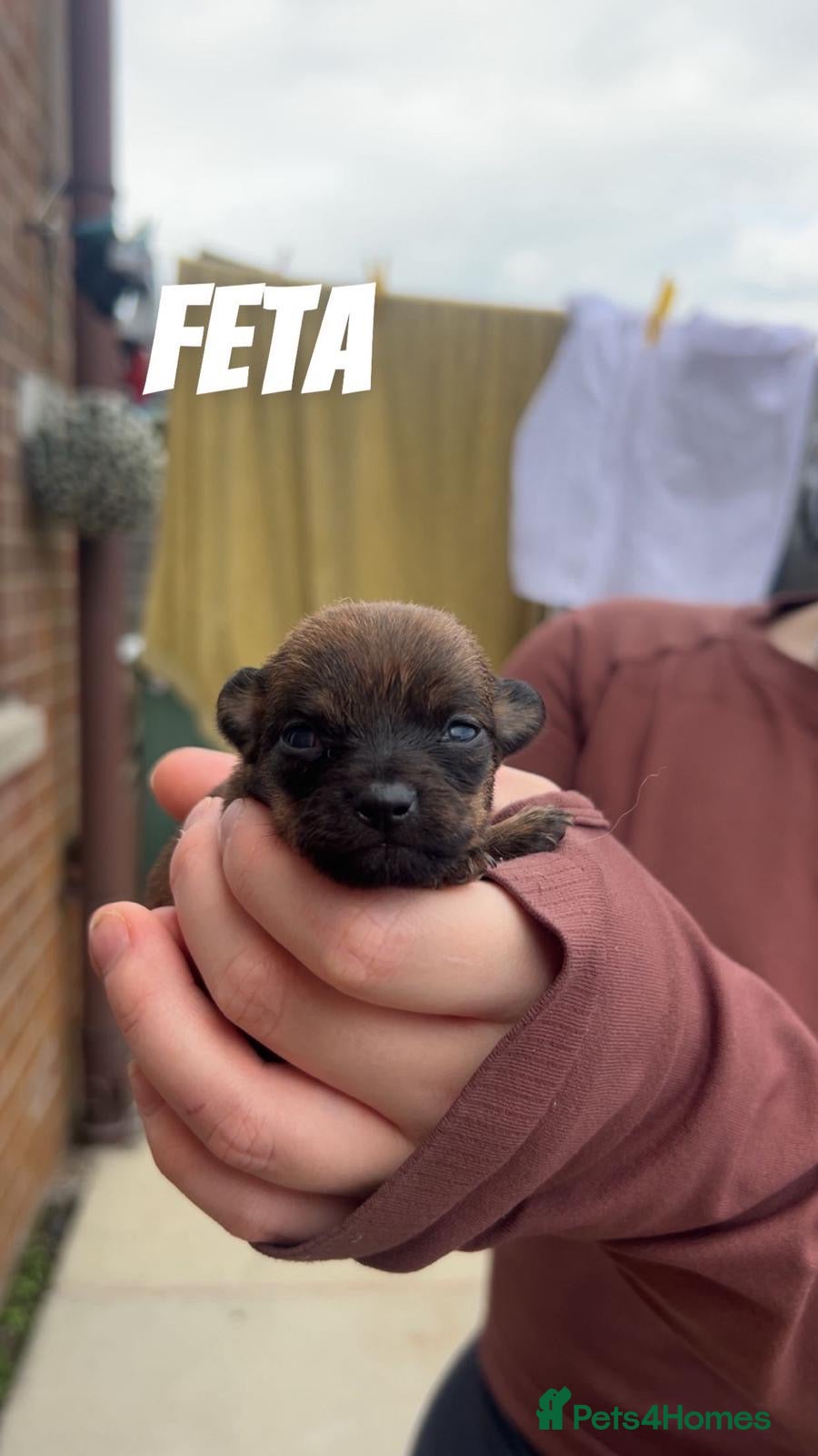 Chiweenie dogs Chiweenie pups  - Advert 4