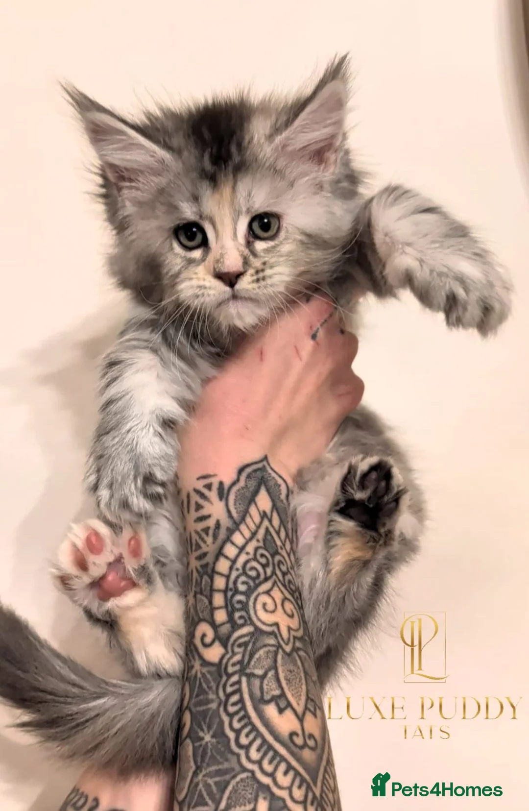 Maine Coon cats for sale: Championljne maine coon kittens - Advert 2