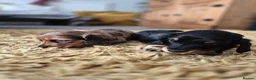 Miniature Dachshund dogs for sale: Dachshund puppy 1 girl available  in Evesham - Advert 7