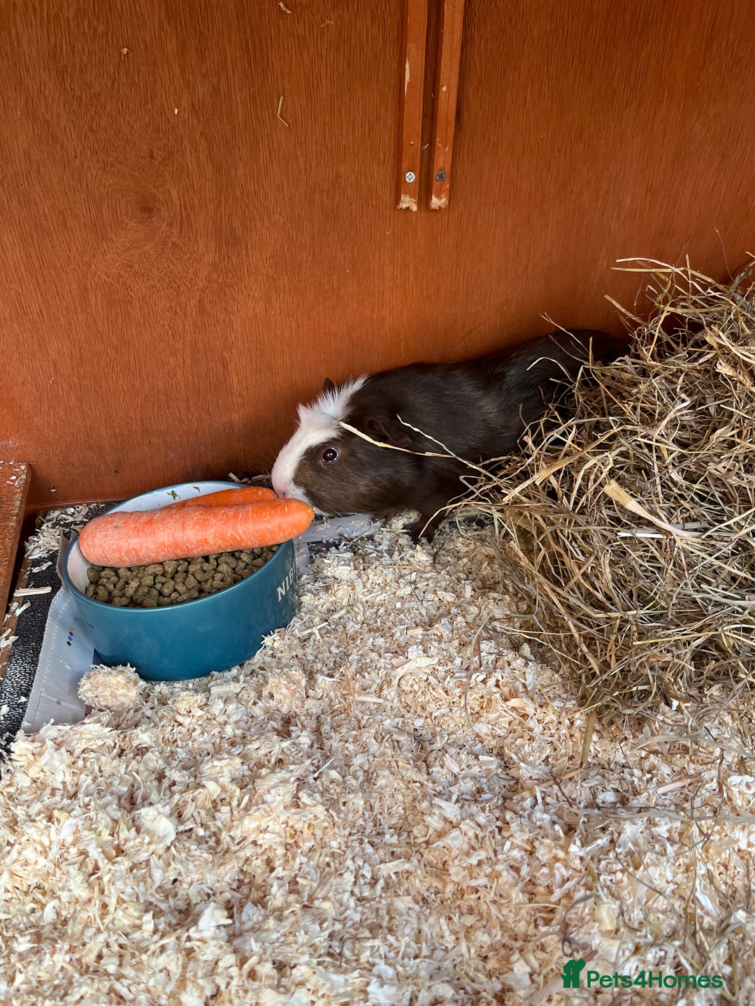 Guinea Pig rodents for sale: 2 x male Guinea Pigs  - Advert 3