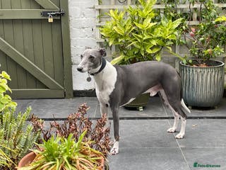 Whippet dogs Blue whippet for stud in Rochdale - Advert 11