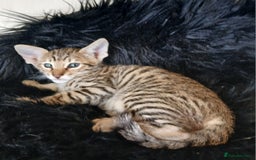 Savannah cats for sale: Stunning  Savannahs - Image 9