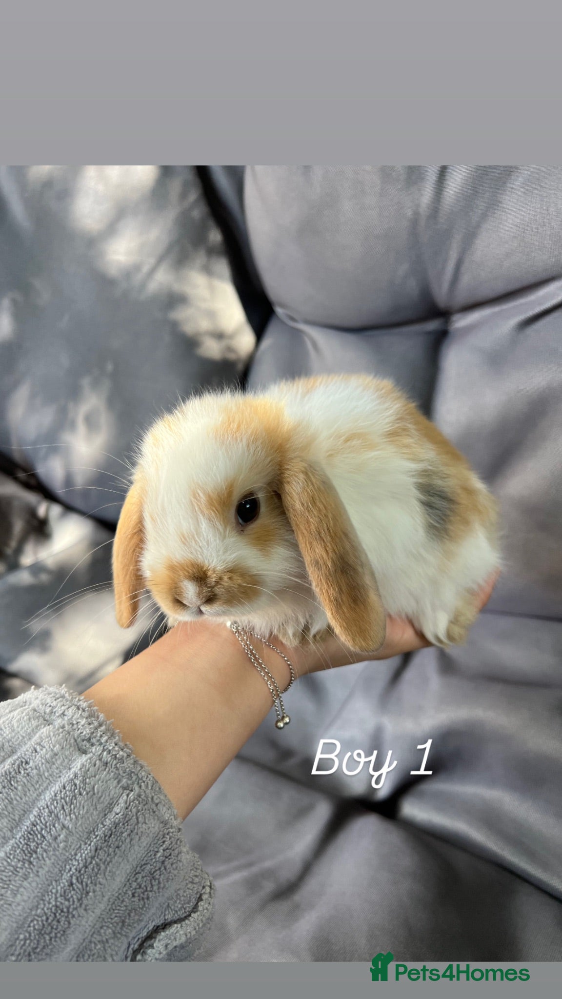 Mini Lop rabbits Mini lop - Advert 2