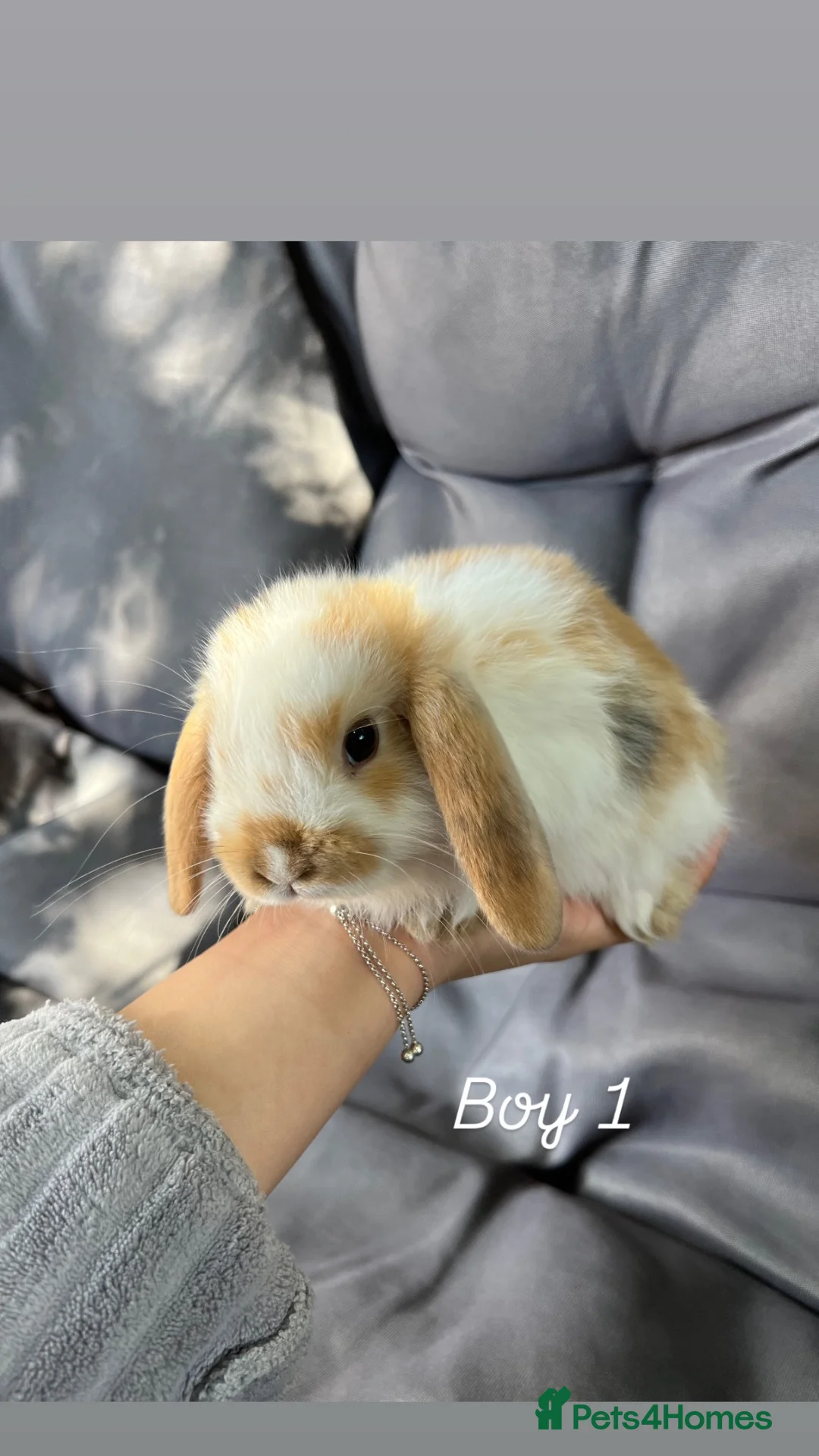 Mini Lop rabbits for sale: Mini lop - Advert 7