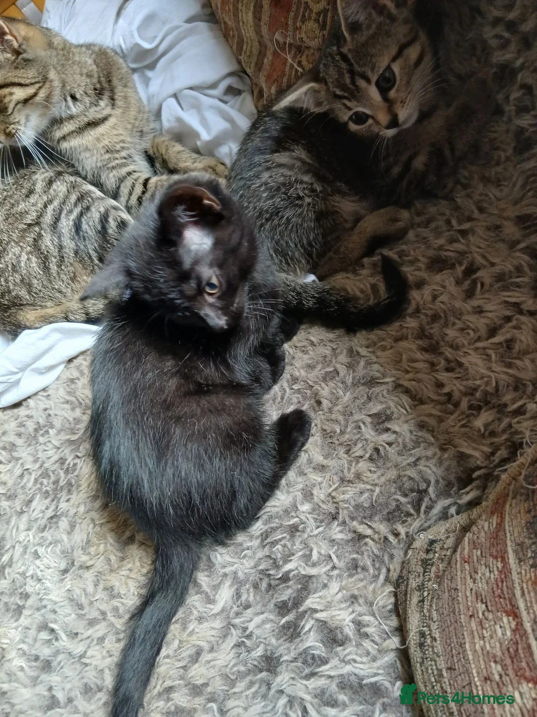 Mixed Breed cats for sale: 4 boys looking for a forever home - Advert 5