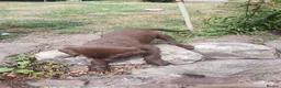 Labrador Retriever dogs for sale: Adorable KC Reg Labrador puppies  - Advert 1