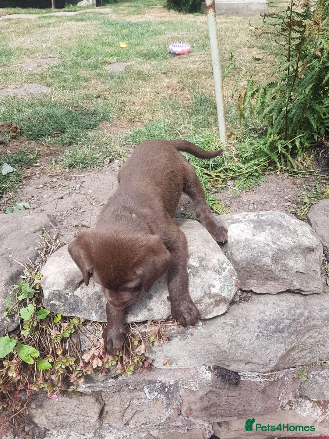 Labrador Retriever dogs for sale: Adorable KC Reg Labrador puppies  - Advert 1