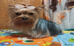 Yorkshire Terrier dogs for sale: 💝Beautiful Miniature Babies from 250g💝 - Image 3