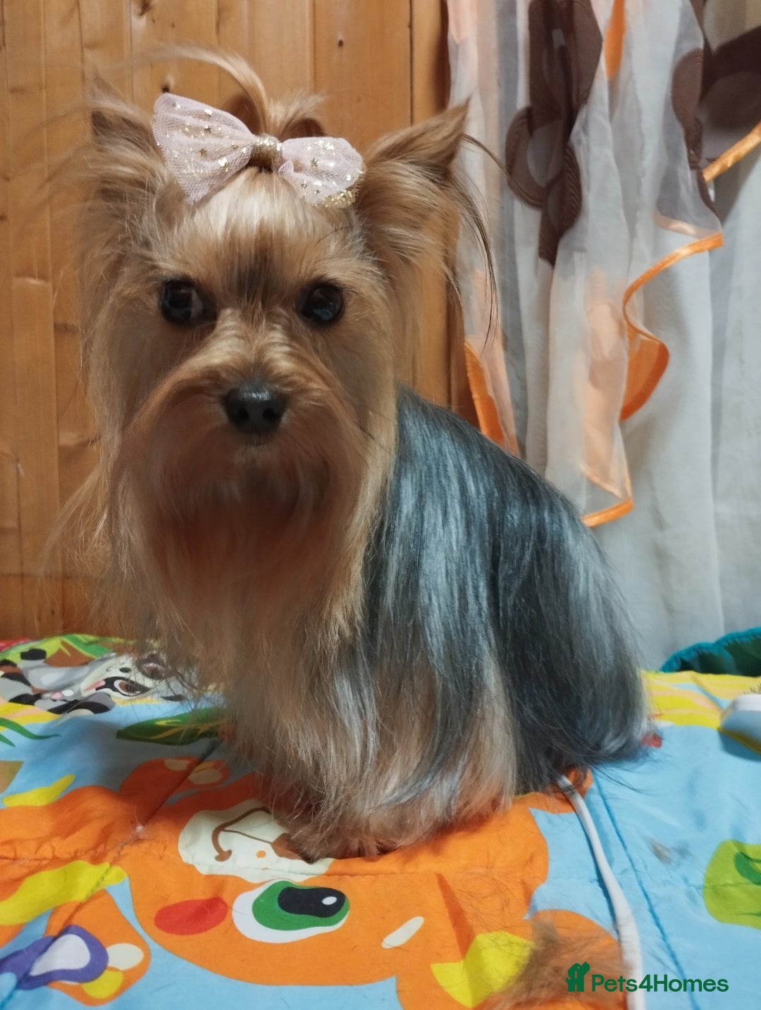 Yorkshire Terrier dogs for sale: 💝Beautiful Miniature Babies from 250g💝 - Image 3