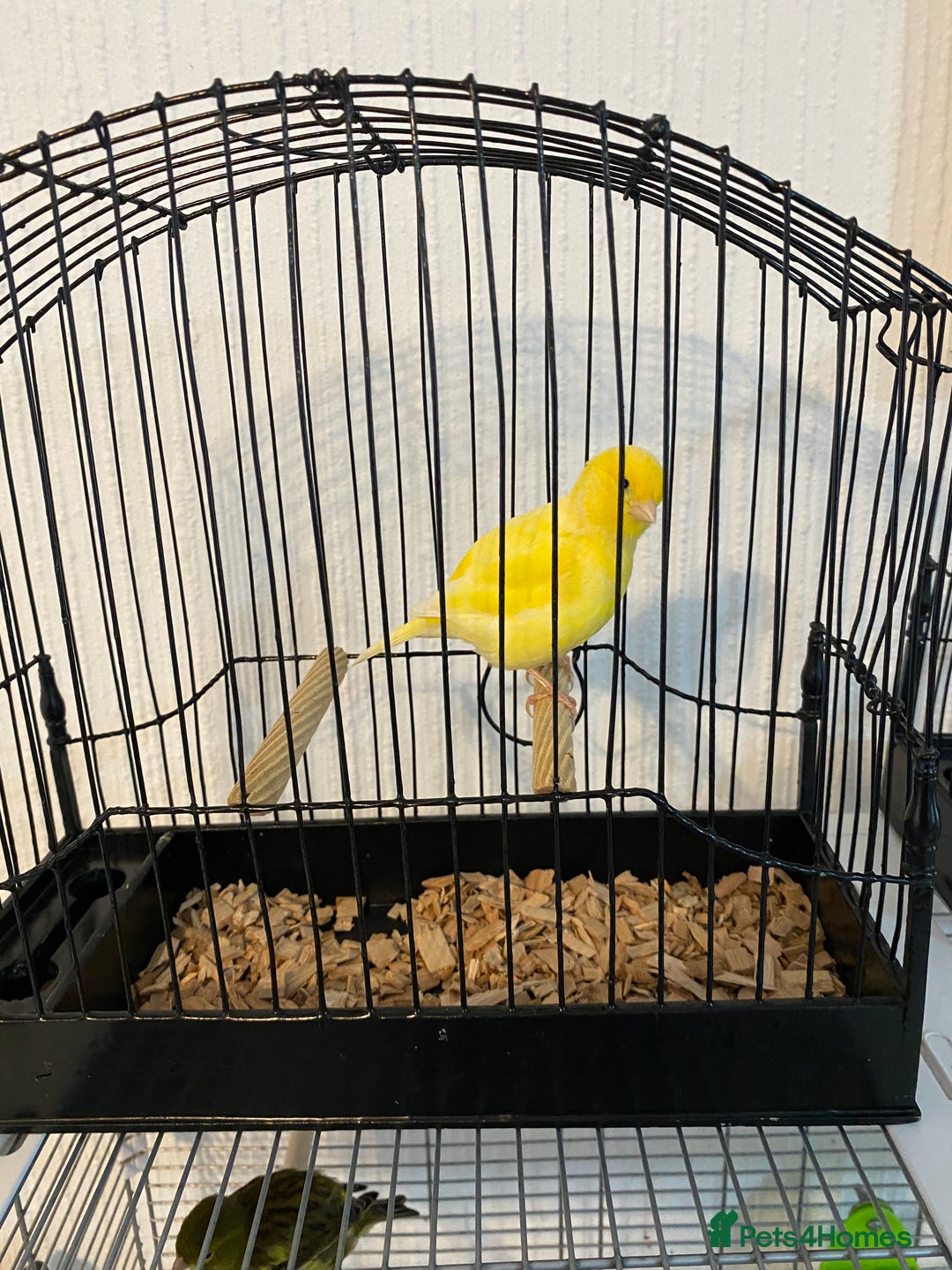 Canaries birds for sale: Fife canaries for sale  - Advert 2