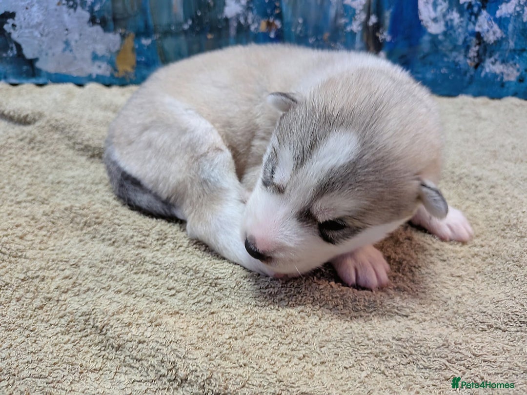 Siberian Husky dogs for sale: Beautiful pure Siberian Husky - Image 7