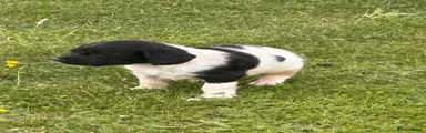 English Springer Spaniel 1