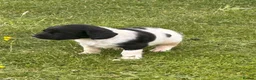 English Springer Spaniel dogs for sale: KC springer spaniels 1 male left ready to go  - Advert 40