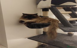 Ragdoll cats for stud: GCCF Active Register Seal Point Awesome Ragdoll in Luton - Image 2