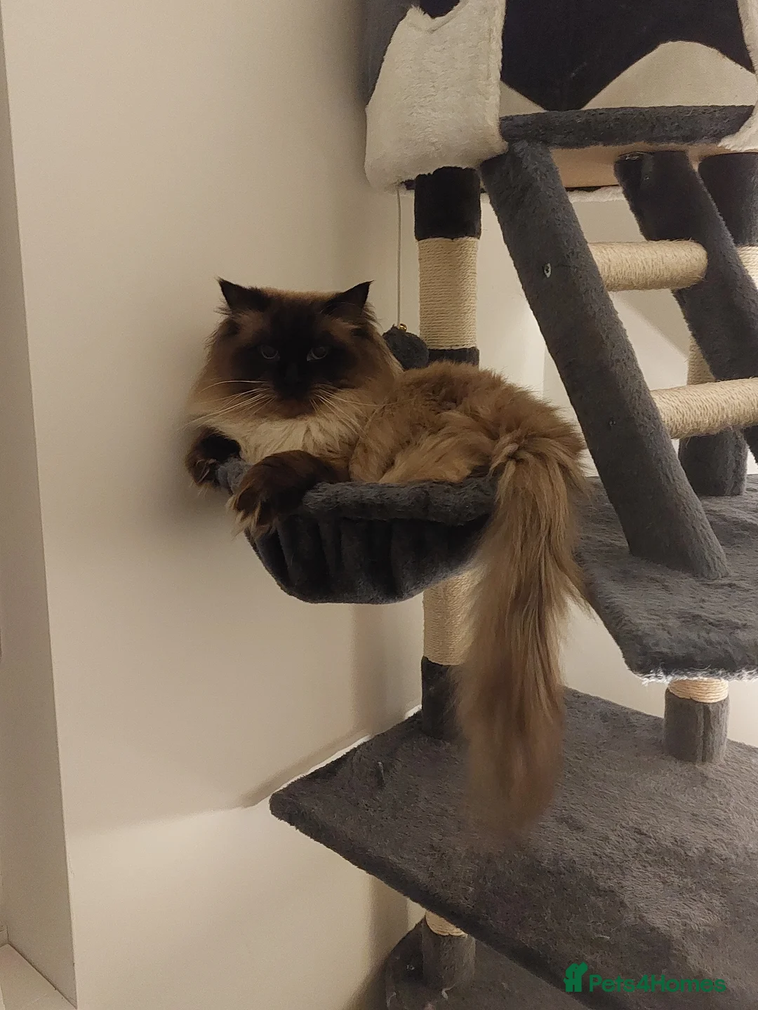 Ragdoll cats for stud: GCCF Active Register Seal Point Awesome Ragdoll in Luton - Advert 2