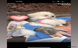Pomeranian dogs for sale: REDUCED!, last Pomeranian girl🎀🌸 - Image 5