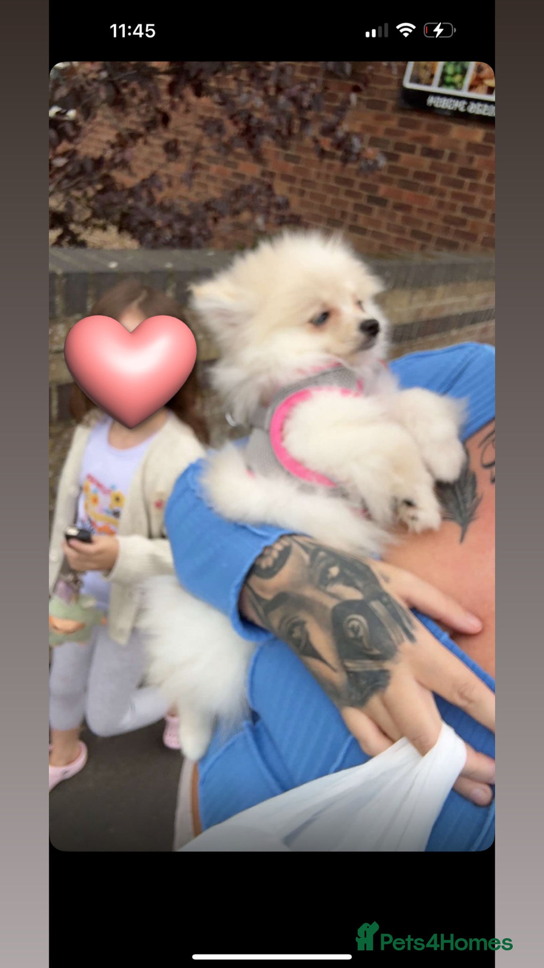 Pomeranian dogs for sale: REDUCED!, last Pomeranian girl🎀🌸 - Image 5