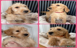 Labradoodle dogs for sale: ⭐️⭐️ Stunning Labradoodles Outstanding Parents⭐️⭐️ - Image 2