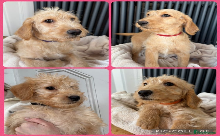 Labradoodle dogs - Advert 1