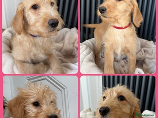 Labradoodle dogs - Advert 18