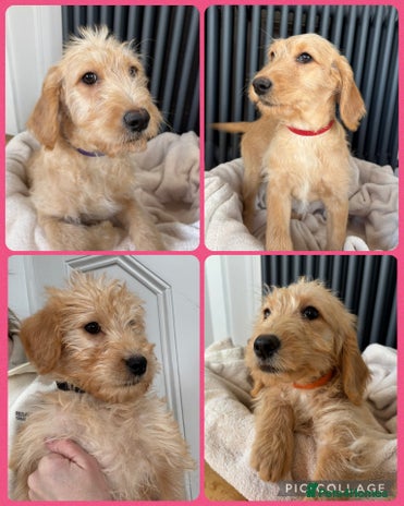 Labradoodle dogs - Advert 1