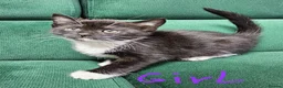 Mixed Breed cats for sale: Kittens ready for new home  - Advert 11