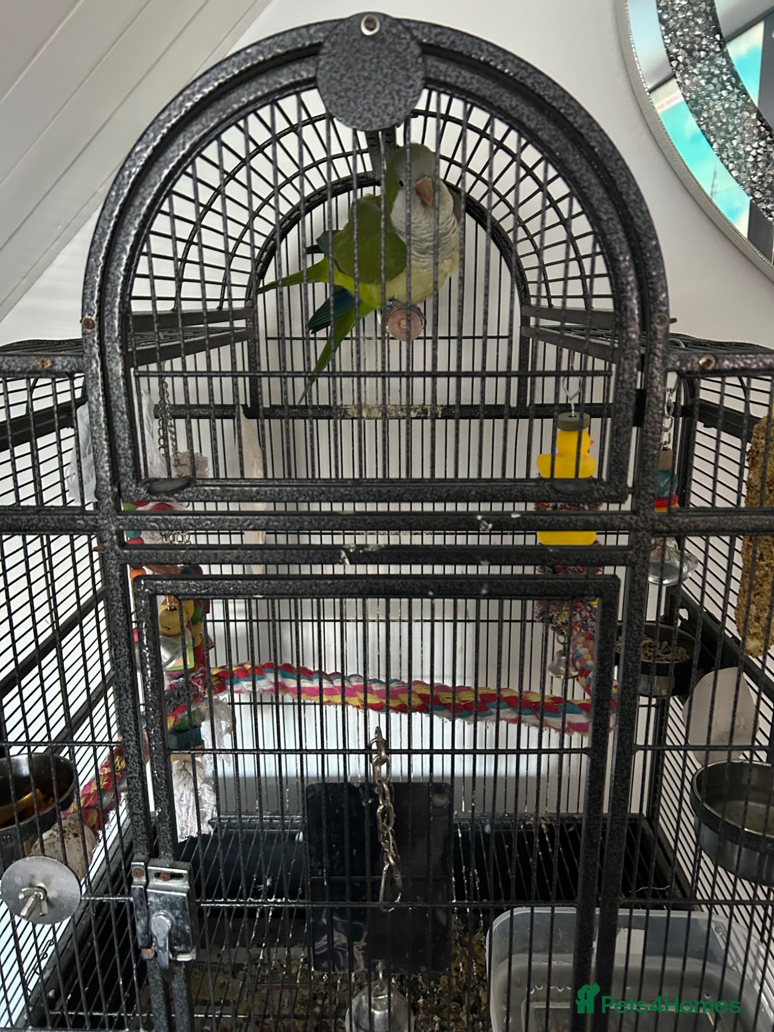 Parakeets birds Pair of Quaker parrotlets for sale - Advert 1