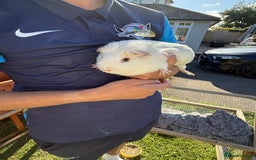 Guinea Pig rodents for sale: Two male guinea pigs  - Image 8