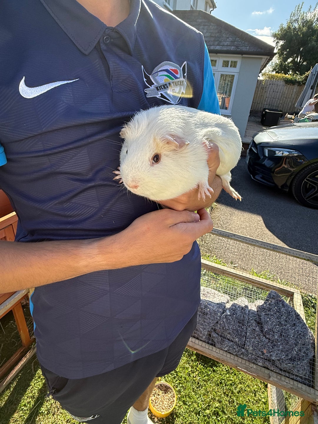 Guinea Pig rodents for sale: Two male guinea pigs  - Image 8