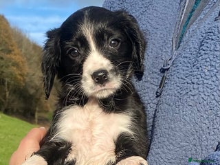 Mixed Breed dogs Gorgeous Borderlier pups - Advert 3