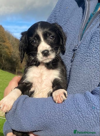 Mixed Breed dogs Gorgeous Borderlier pups - Advert 1