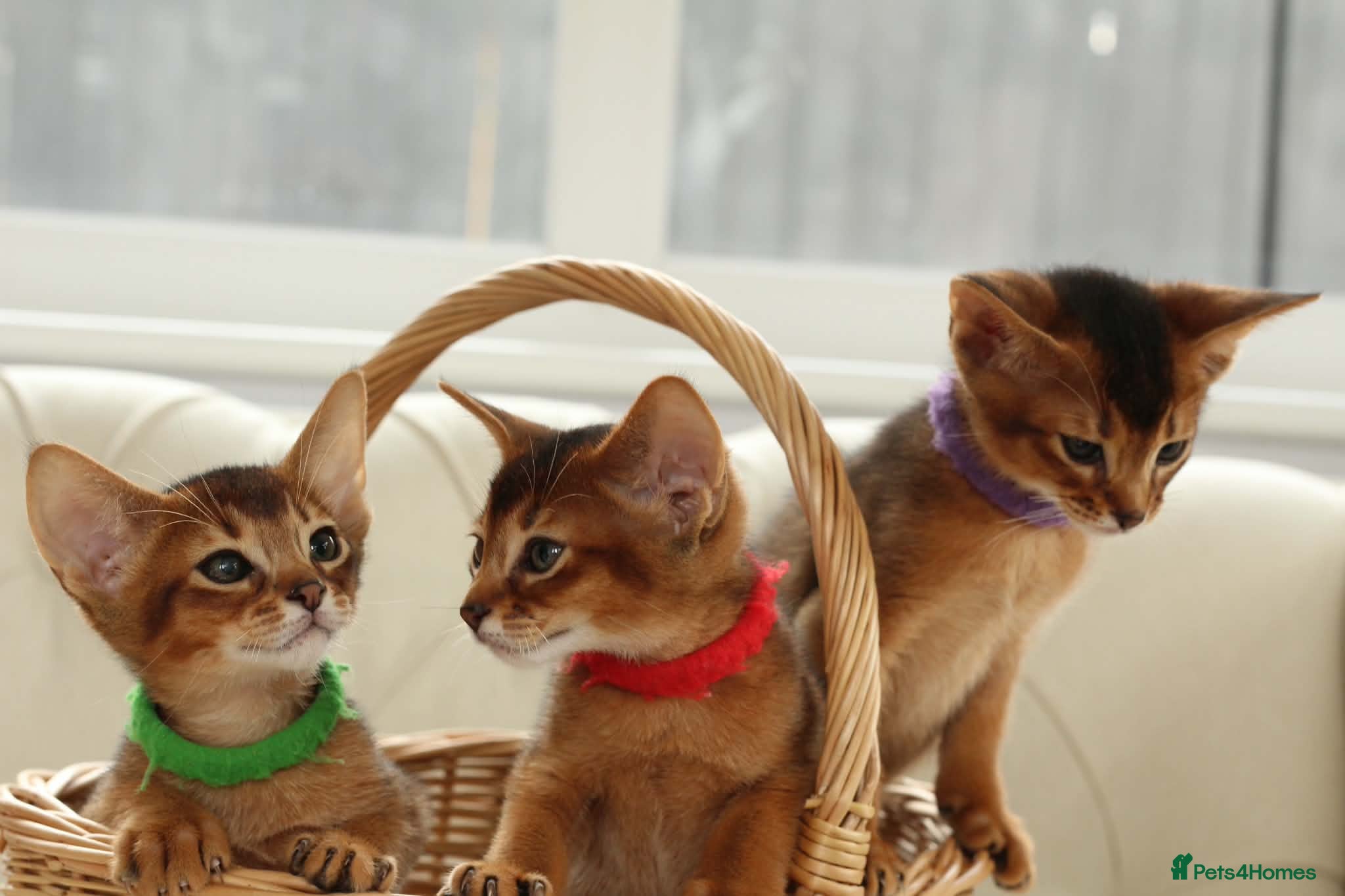 Abyssinian cats GCCF registered  - Advert 1