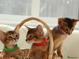 Abyssinian cats for sale: Pure breed Abyssinian kitten’s GCCF registered - Advert 2