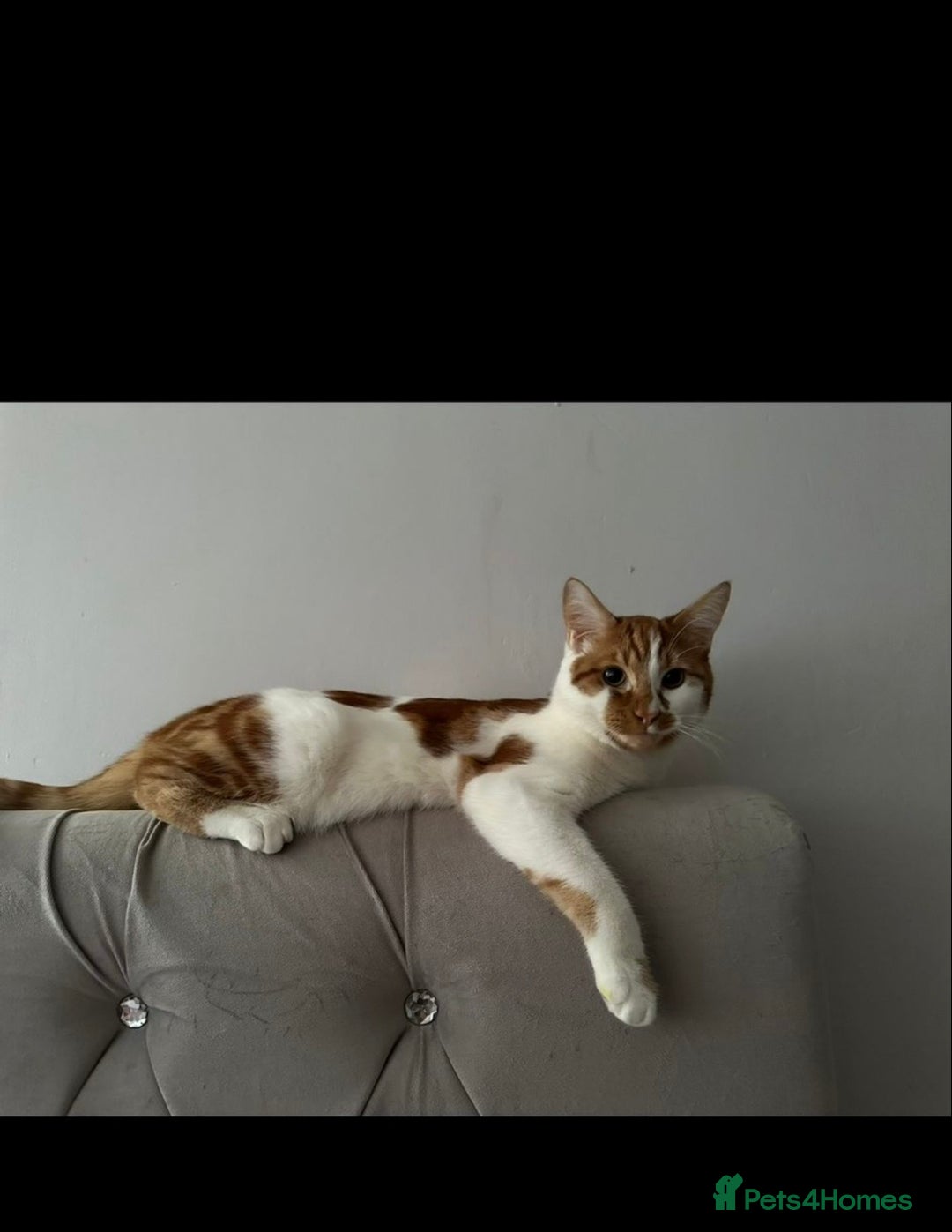 Mixed Breed cats for sale: Tabby kitten  - Advert 1