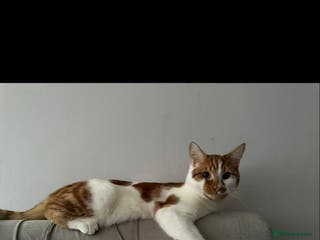 Mixed Breed cats Tabby kitten - Advert 21