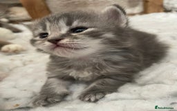 Siberian cats for sale: Siberian  in Southport - Image 4