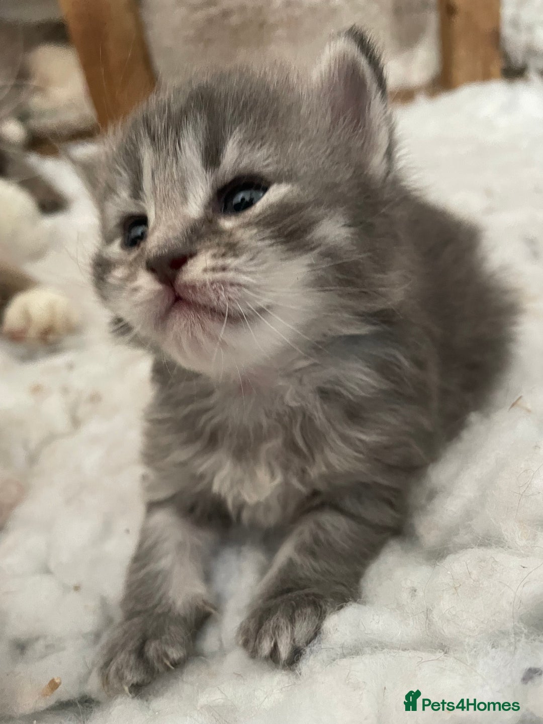 Siberian cats for sale: Siberian  in Southport - Image 4