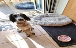 English Setter dogs for sale: 2yr. Pedigree working English setter sale/share - Image 12