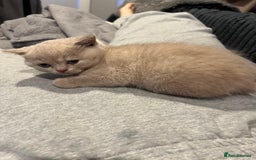 British Shorthair cats for sale: GCCF Registered Championship Line BSH Kittens - Image 10
