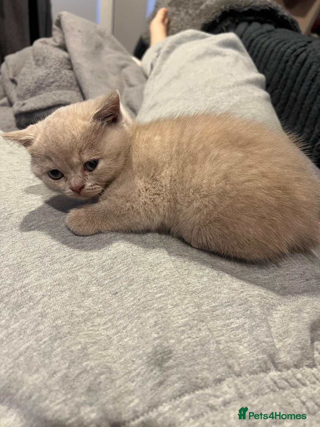 British Shorthair cats for sale: GCCF Registered Championship Line BSH Kittens - Image 10