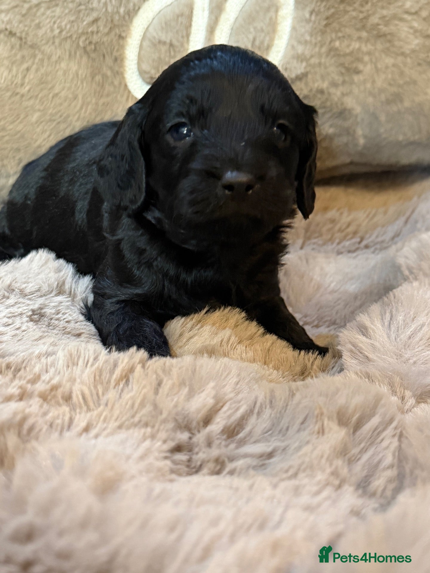 Cavapoo dogs Stunning coloured F1 Cavapoo’s - Advert 2